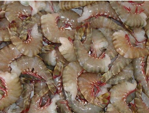 brown-shrimp-hlso